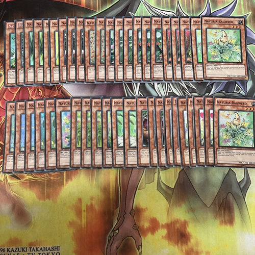 Deck Naturia Yugioh 44 Cards