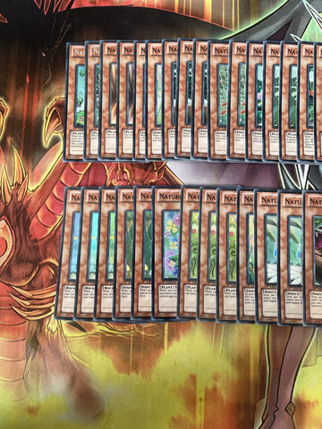 Deck Naturia Yugioh 44 Cards (back)