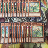 Deck Naturia Yugioh 44 Cards