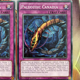 TDIL-EN097 3x Common Paleozoid Canadia 1st Edition Yugioh