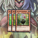 HA02-EN042 x3 Naturia Cosmobeet Super Rare Excellent Condition Yugioh