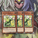 DREV-EN028 x3 Naturia Beans Common Excellent Condition Yugioh