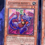 FET-EN013 x3 Catnipped Kitty- Common - unl Edition Yugioh